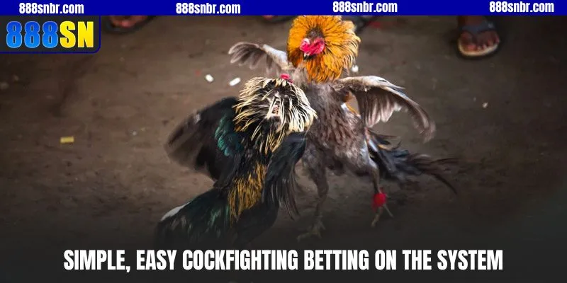 Simple, easy cockfighting betting on the system